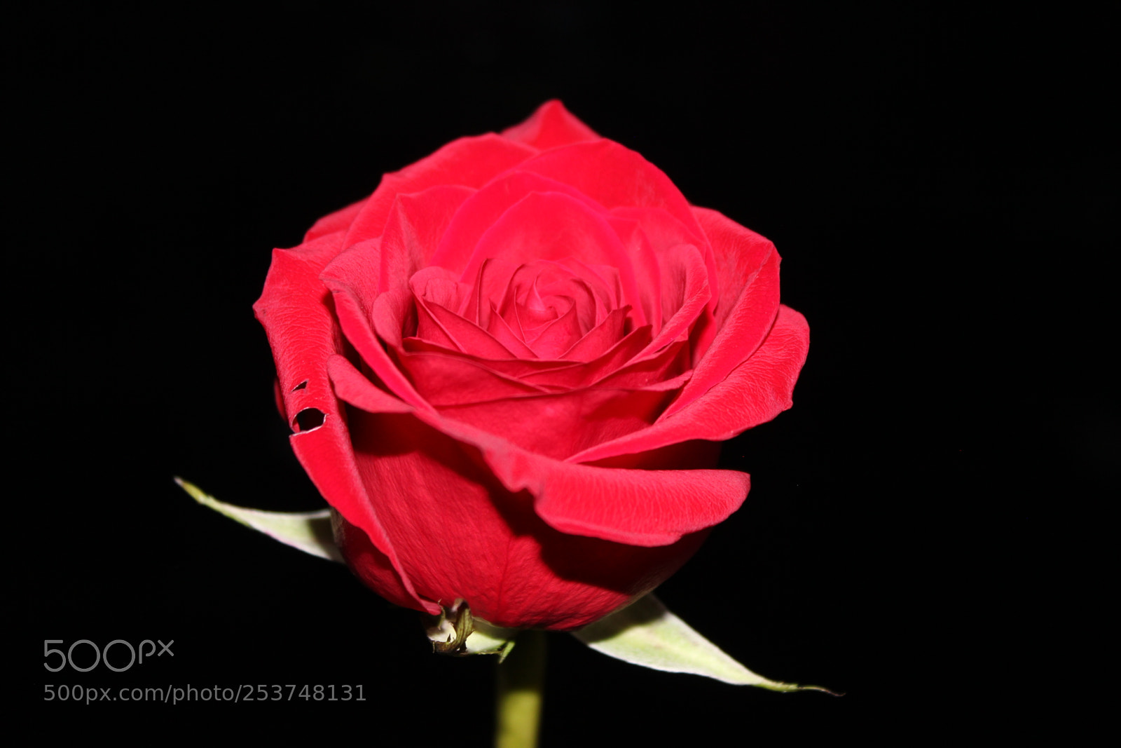 Canon EOS 550D (EOS Rebel T2i / EOS Kiss X4) sample photo. Red rose photography