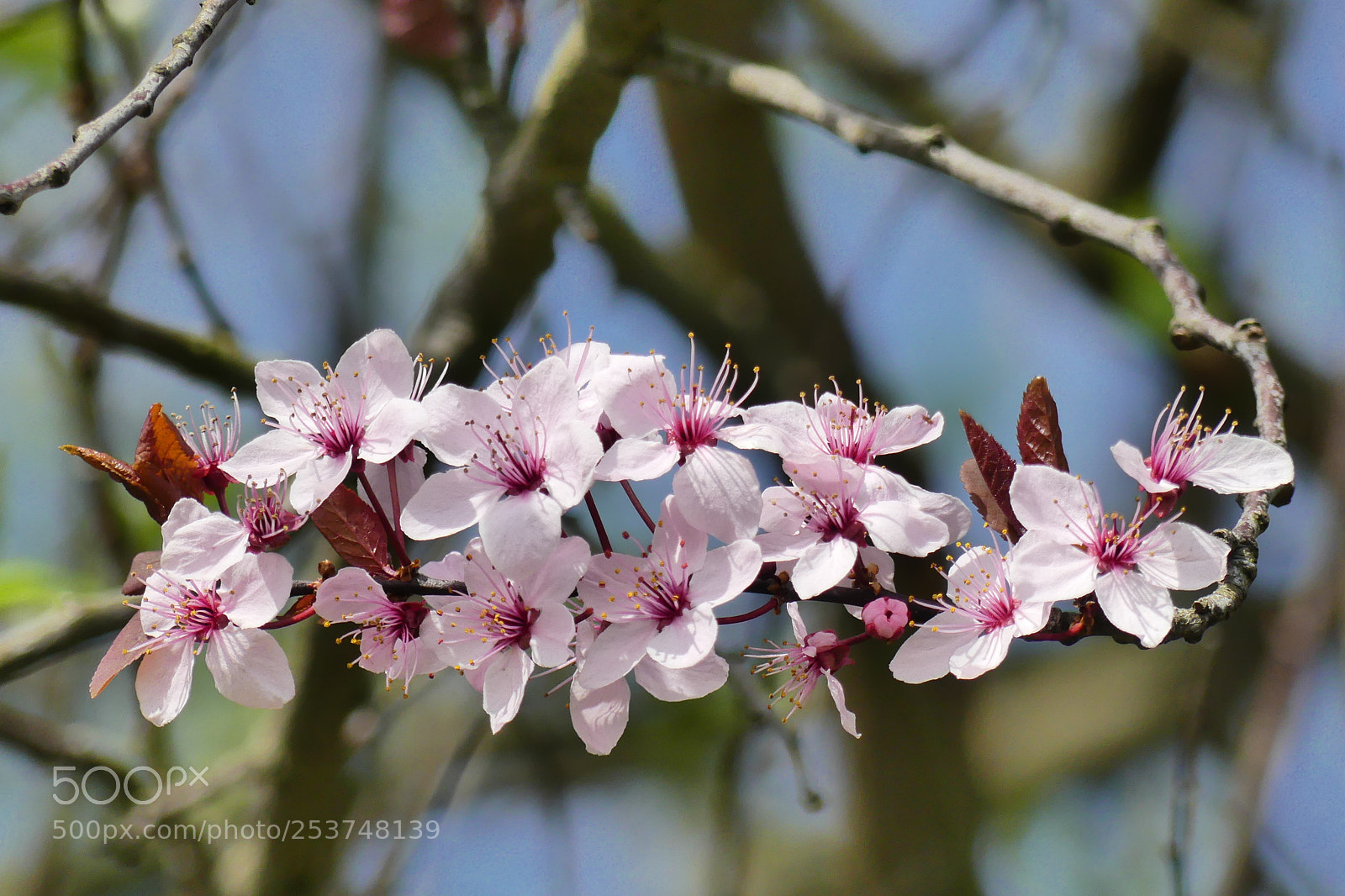 Panasonic Lumix DMC-FZ300 sample photo. Plum blossom photography