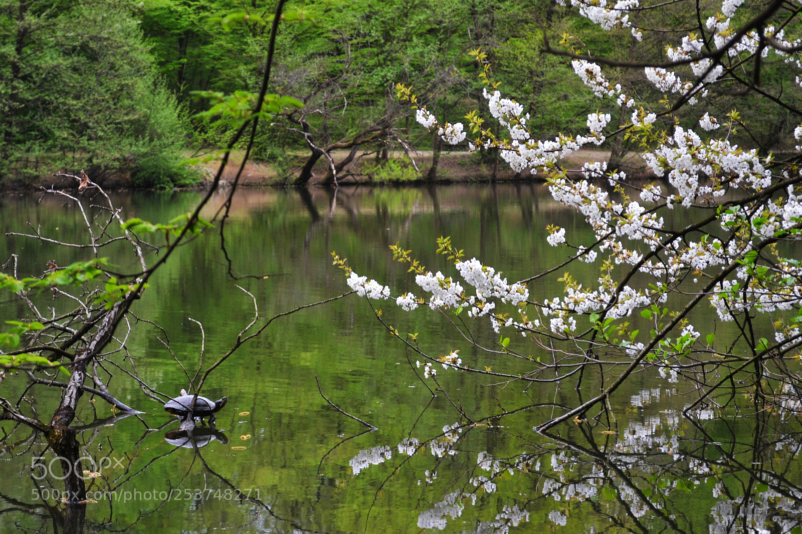 Nikon D3100 sample photo. Flora & fauna photography