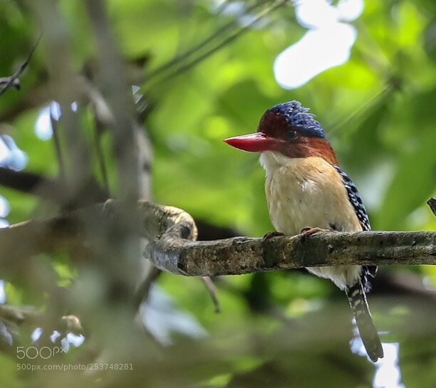 Canon EOS-1D X Mark II sample photo. Banded kingfisher lacedo pulchella photography