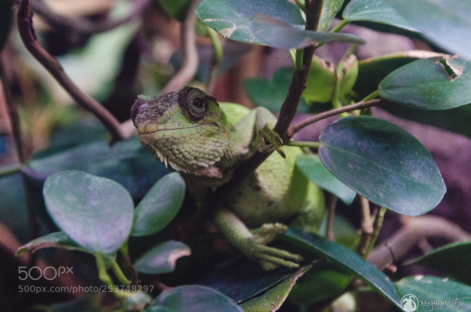 Nikon D7000 sample photo. Buntleguan - polychrus marmoratus photography