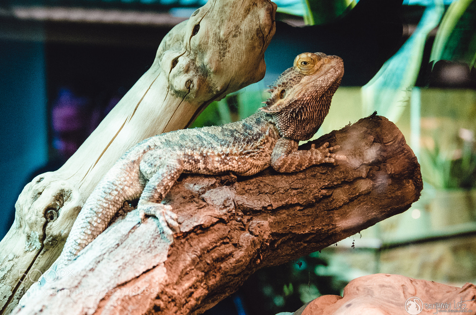 Nikon D7000 sample photo. Bartagame - pogona photography
