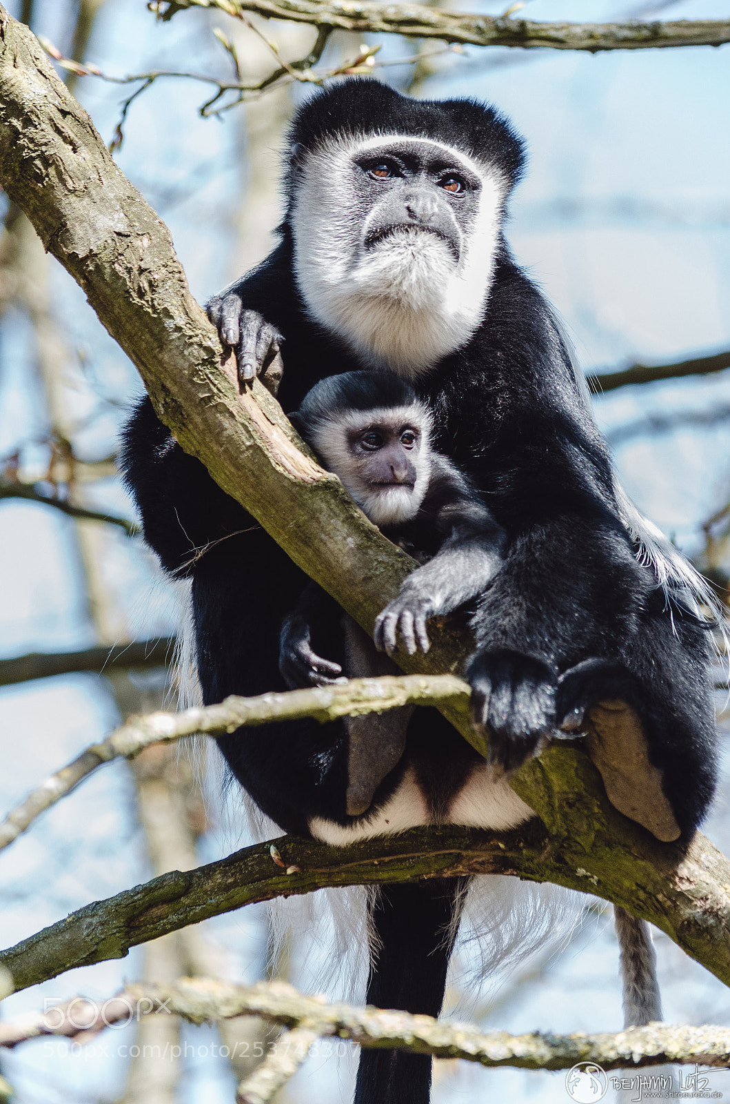 Nikon D7000 sample photo. Mantelaffe - colobus guereza photography