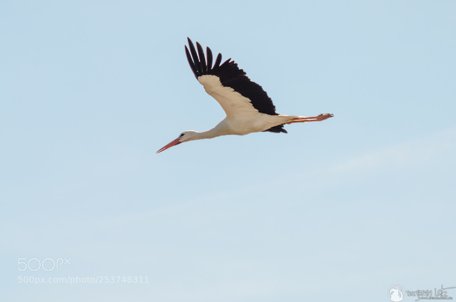 Nikon D7000 sample photo. Storch - ciconia ciconia photography