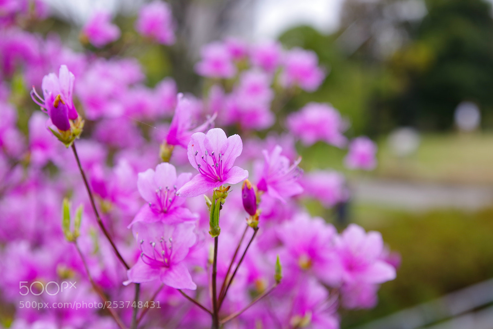 Pentax K-70 sample photo. Untitled photography