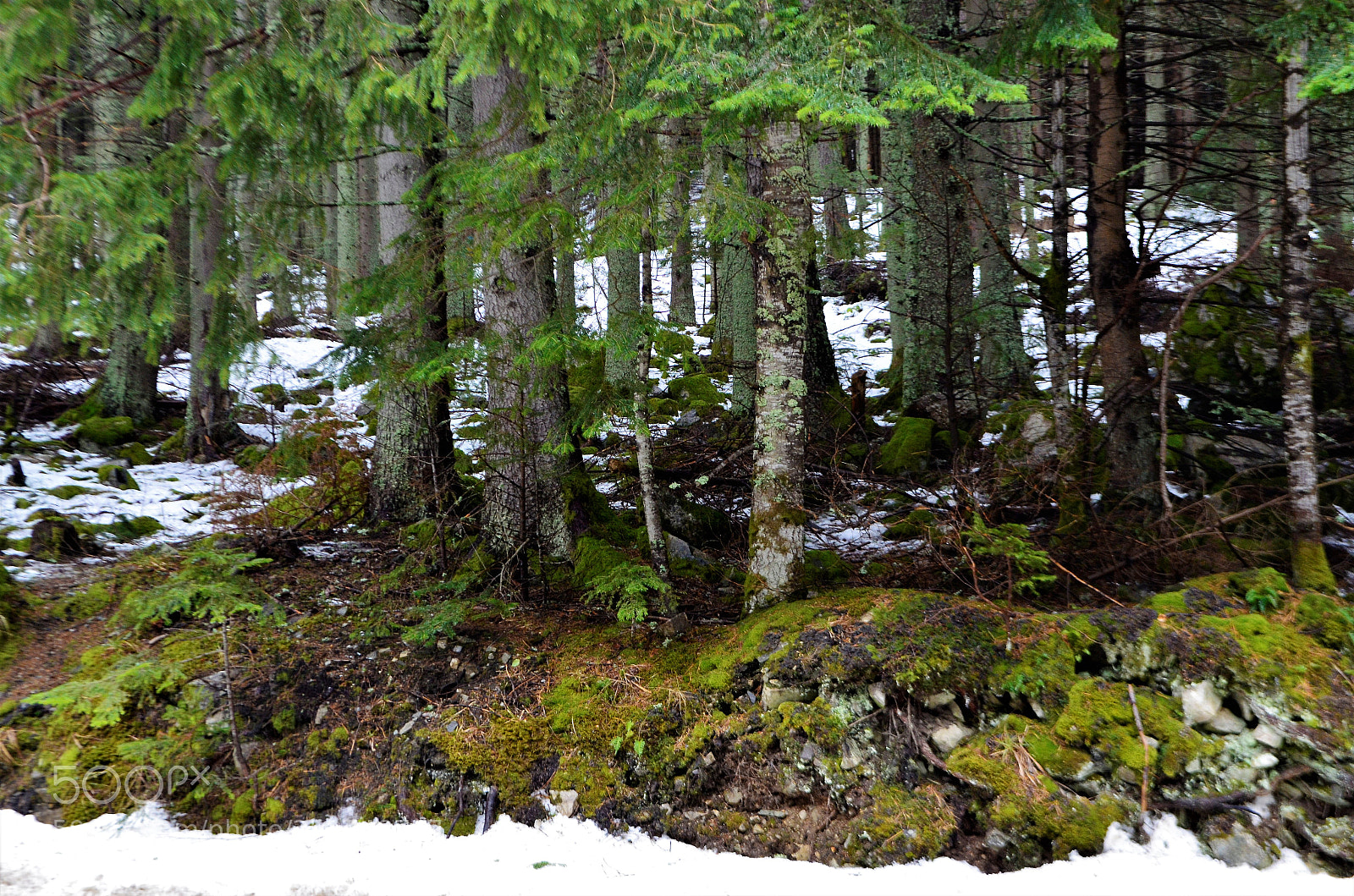 Nikon D5100 sample photo. Amazing trees photography