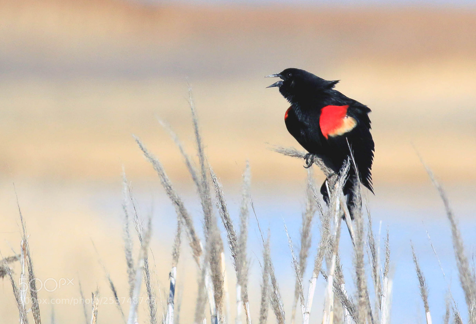 Canon EOS 70D sample photo. Red-wing blackbird photography
