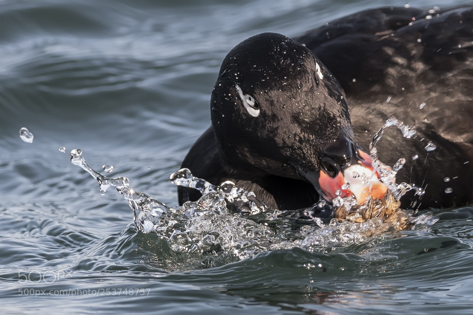 Nikon D850 sample photo. White-winged scoter with zebra photography
