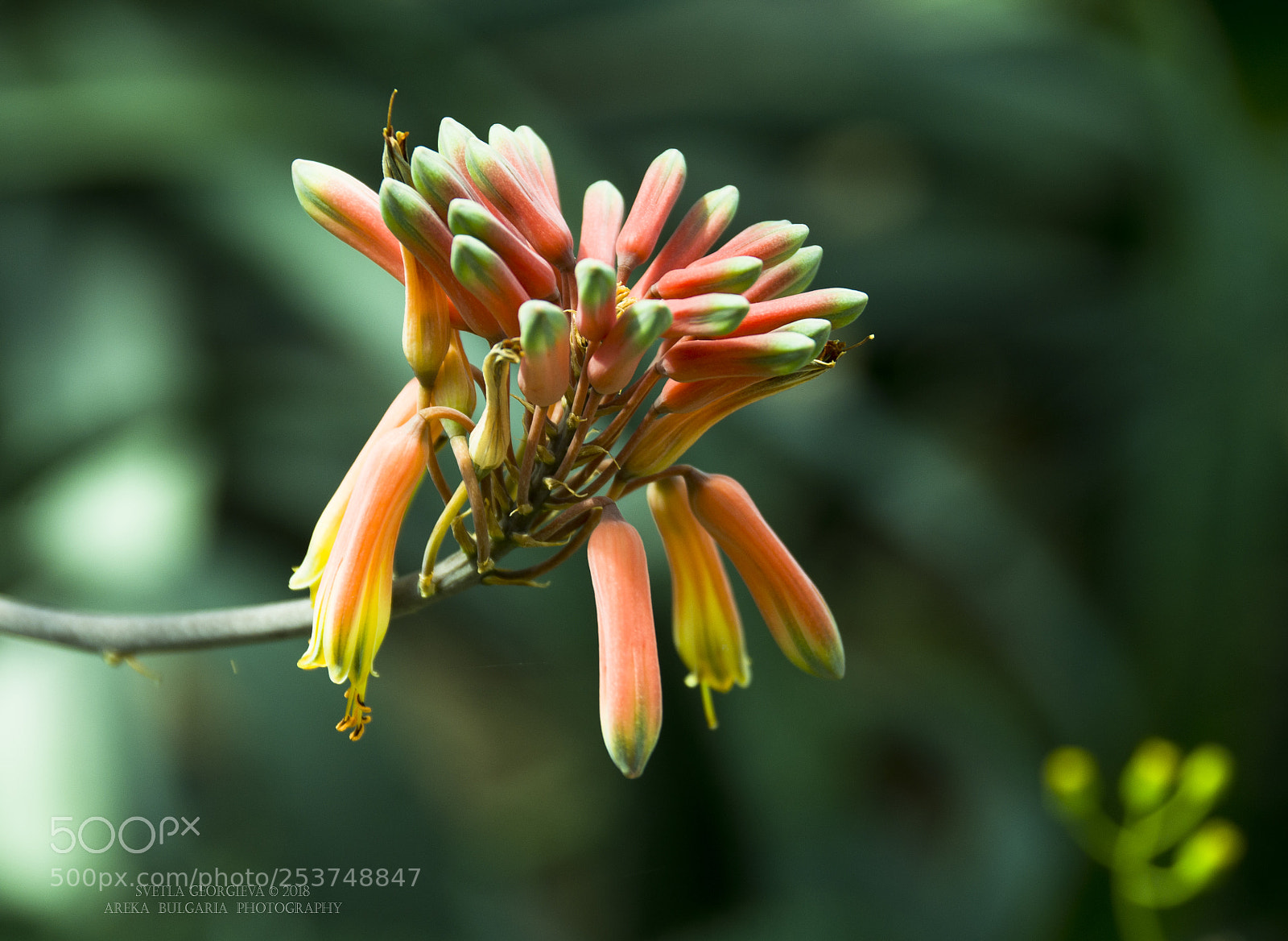 Nikon D7000 sample photo. Natural photography