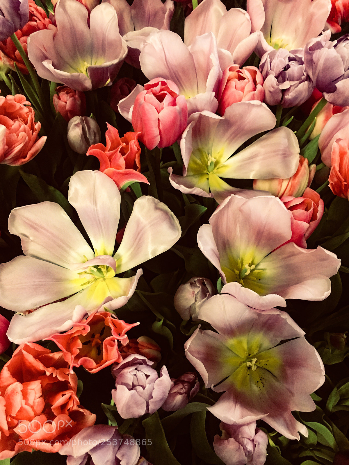 Apple iPhone 6s sample photo. Tulips ?  photography