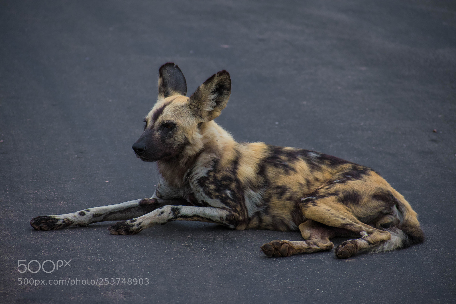 Nikon D3400 sample photo. Wild dog photography