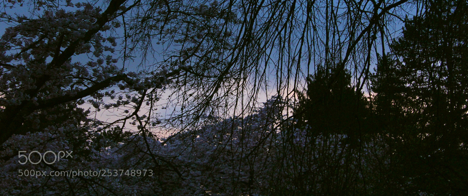 Canon EOS 60D sample photo. Cherry night photography