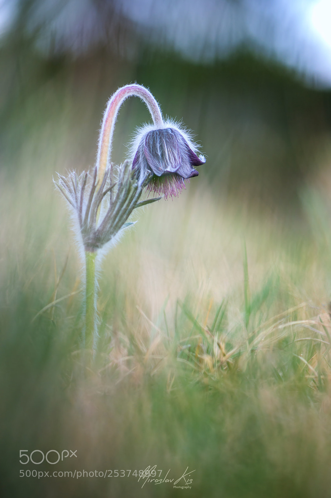 Nikon D7200 sample photo. Pasque flower photography