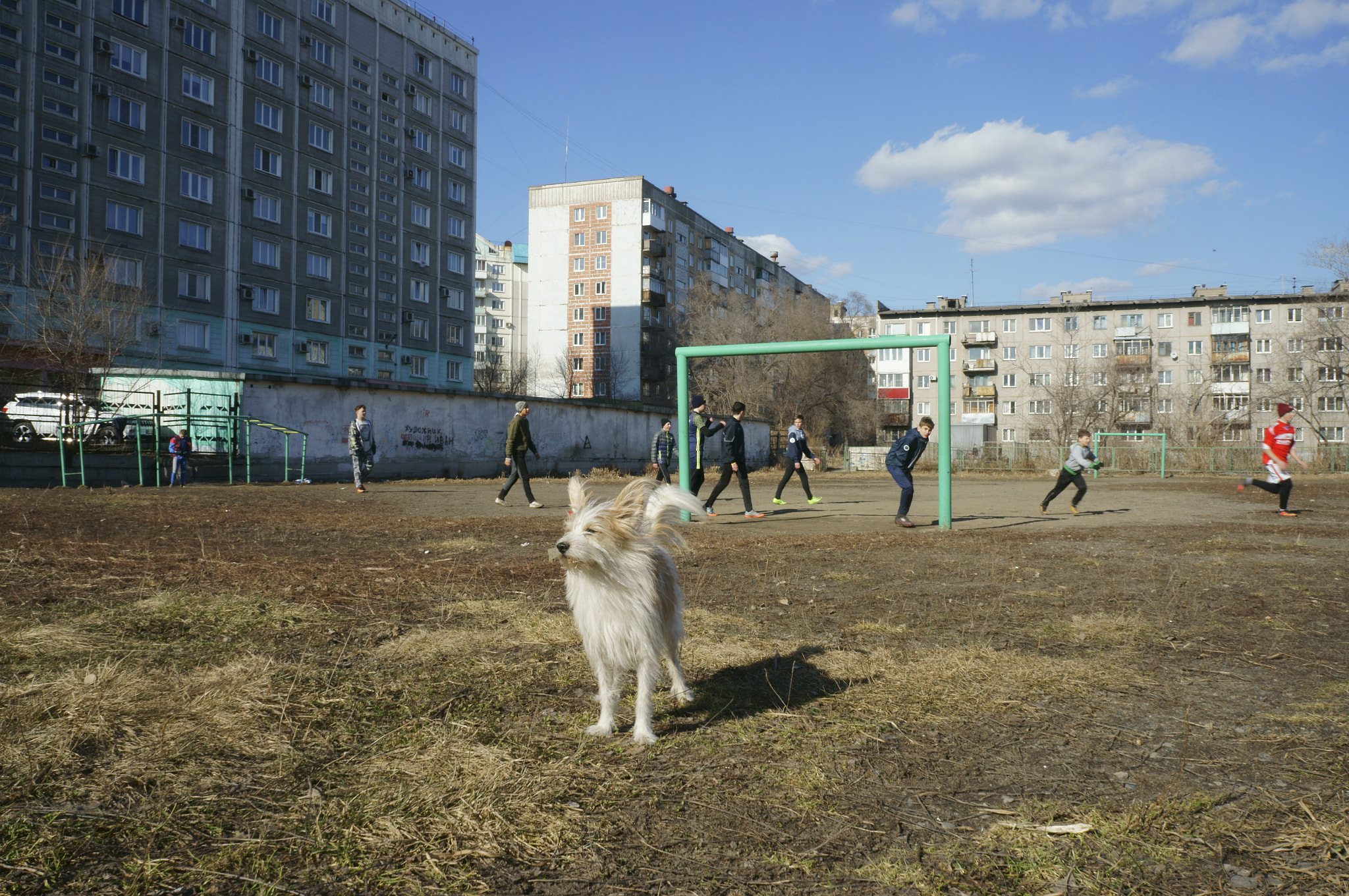 Sony Alpha NEX-5T sample photo. The dog named shurik photography