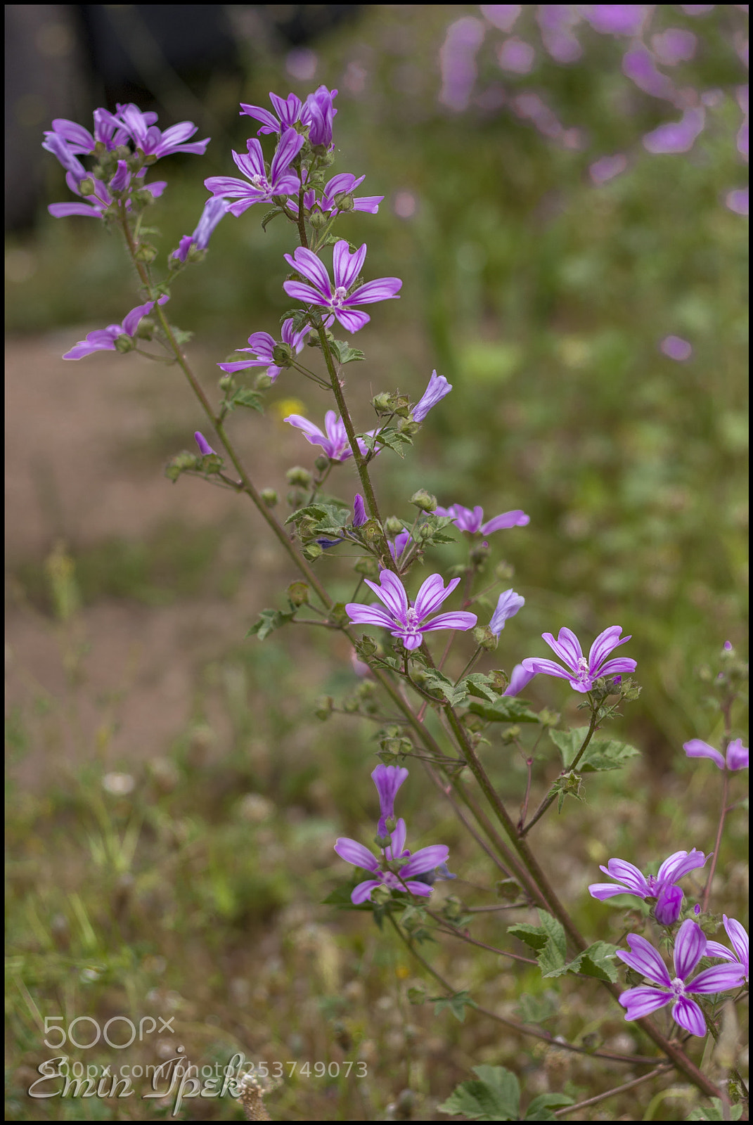 Canon EOS 40D sample photo. Wild flower photography
