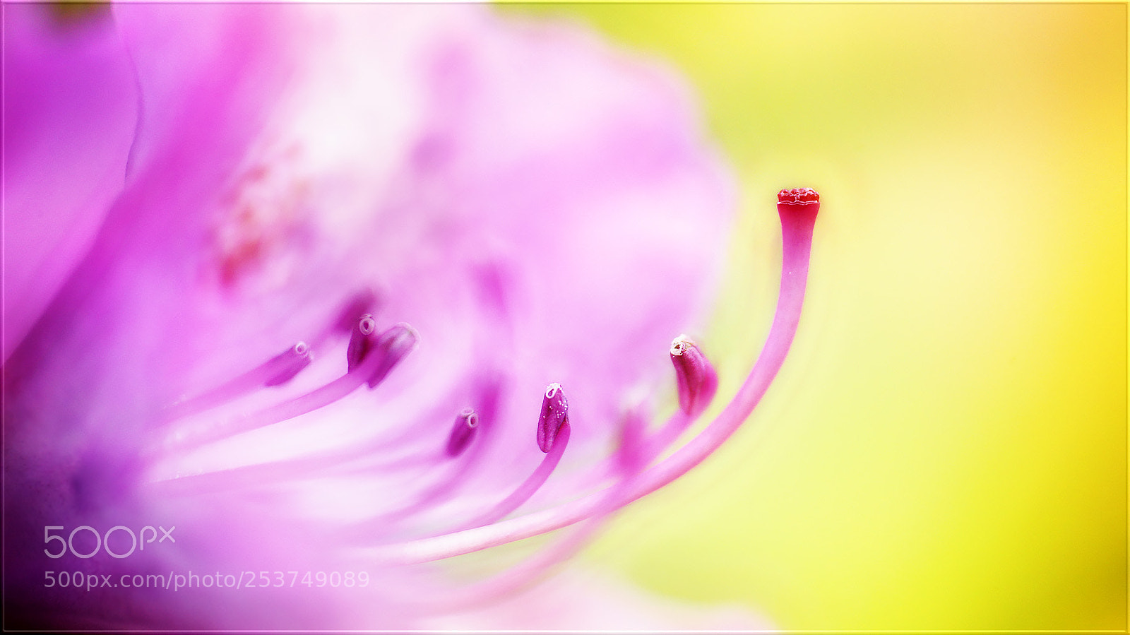 Canon EOS-1D X sample photo. Die h he der photography