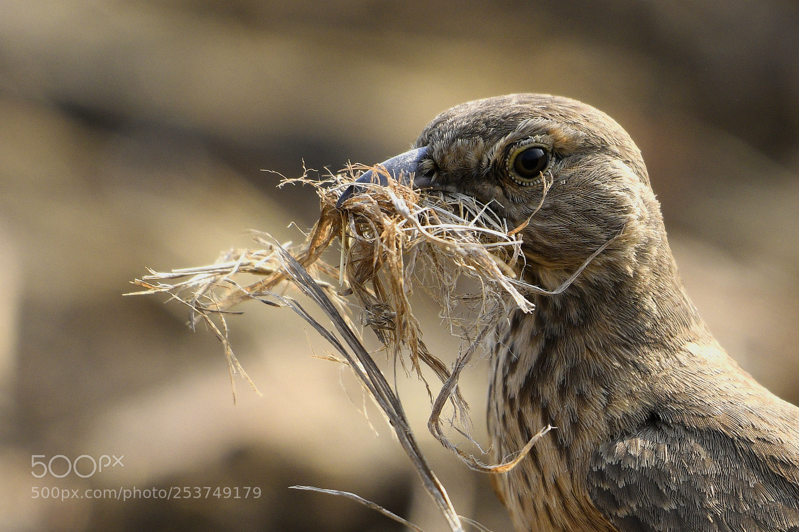 Nikon D500 sample photo. Rufous tailed lark photography