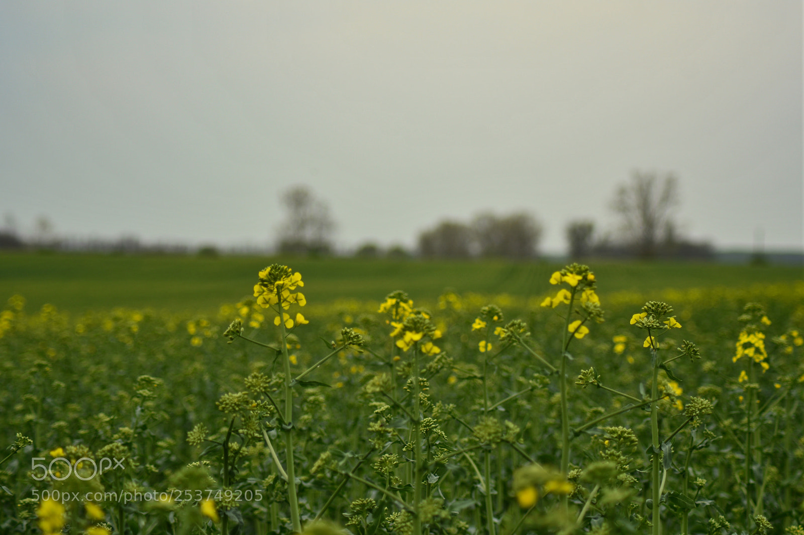 Nikon D7200 sample photo. Untitled photography
