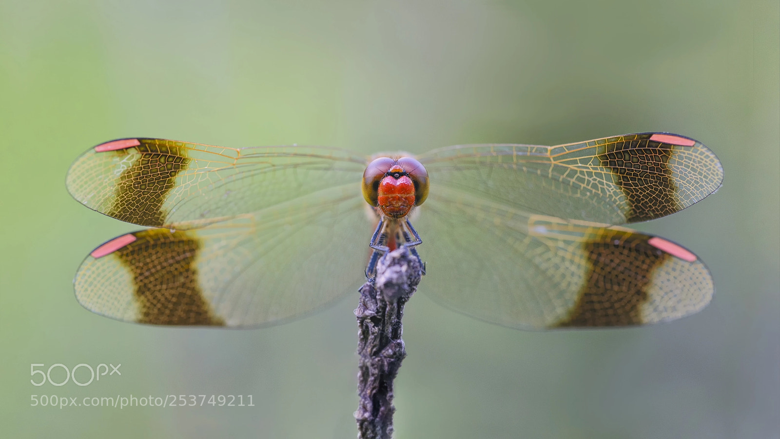 Nikon D610 sample photo. Sympetrum sanguineum photography