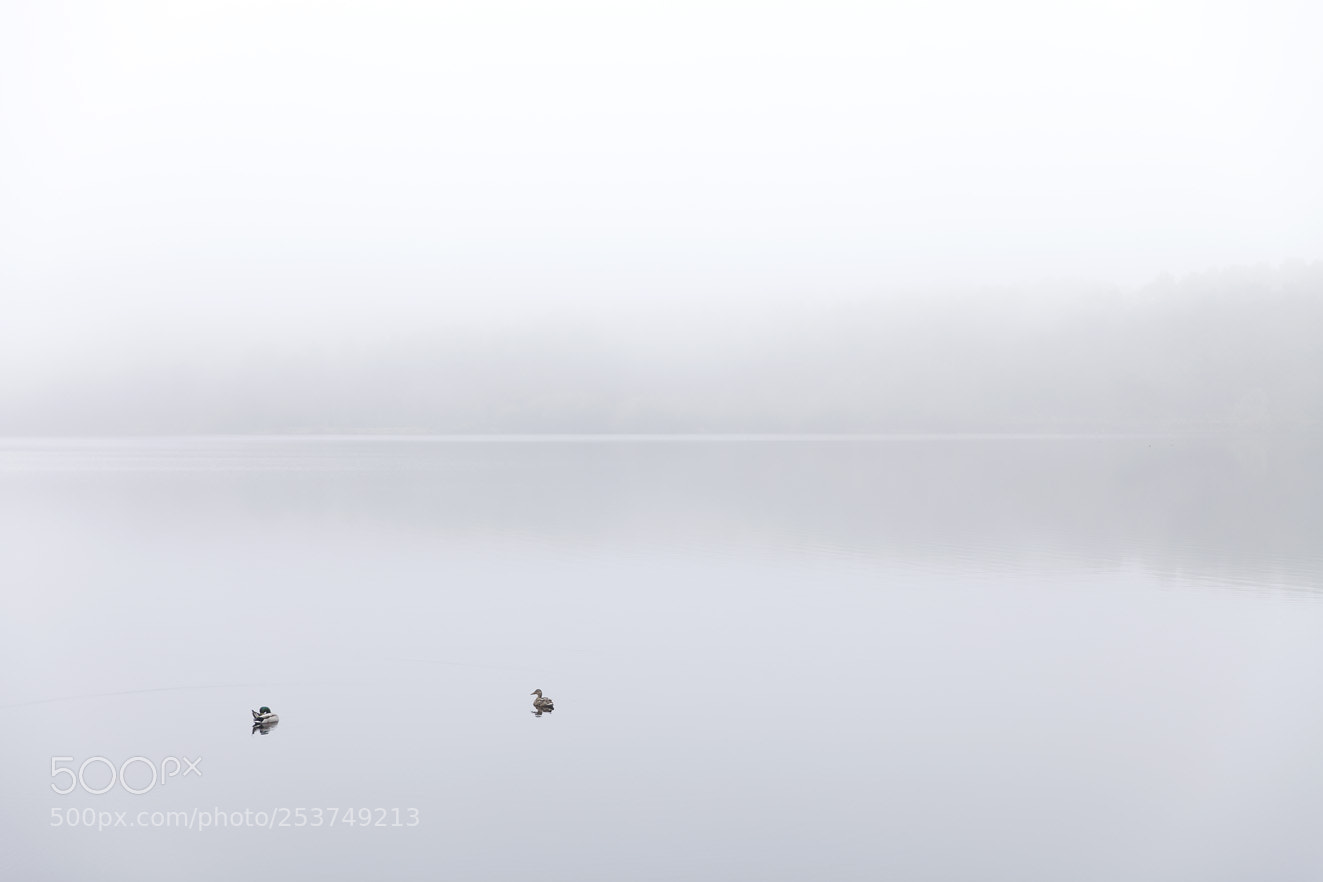 Canon EOS 5D Mark II sample photo. A foggy day (part 1) photography