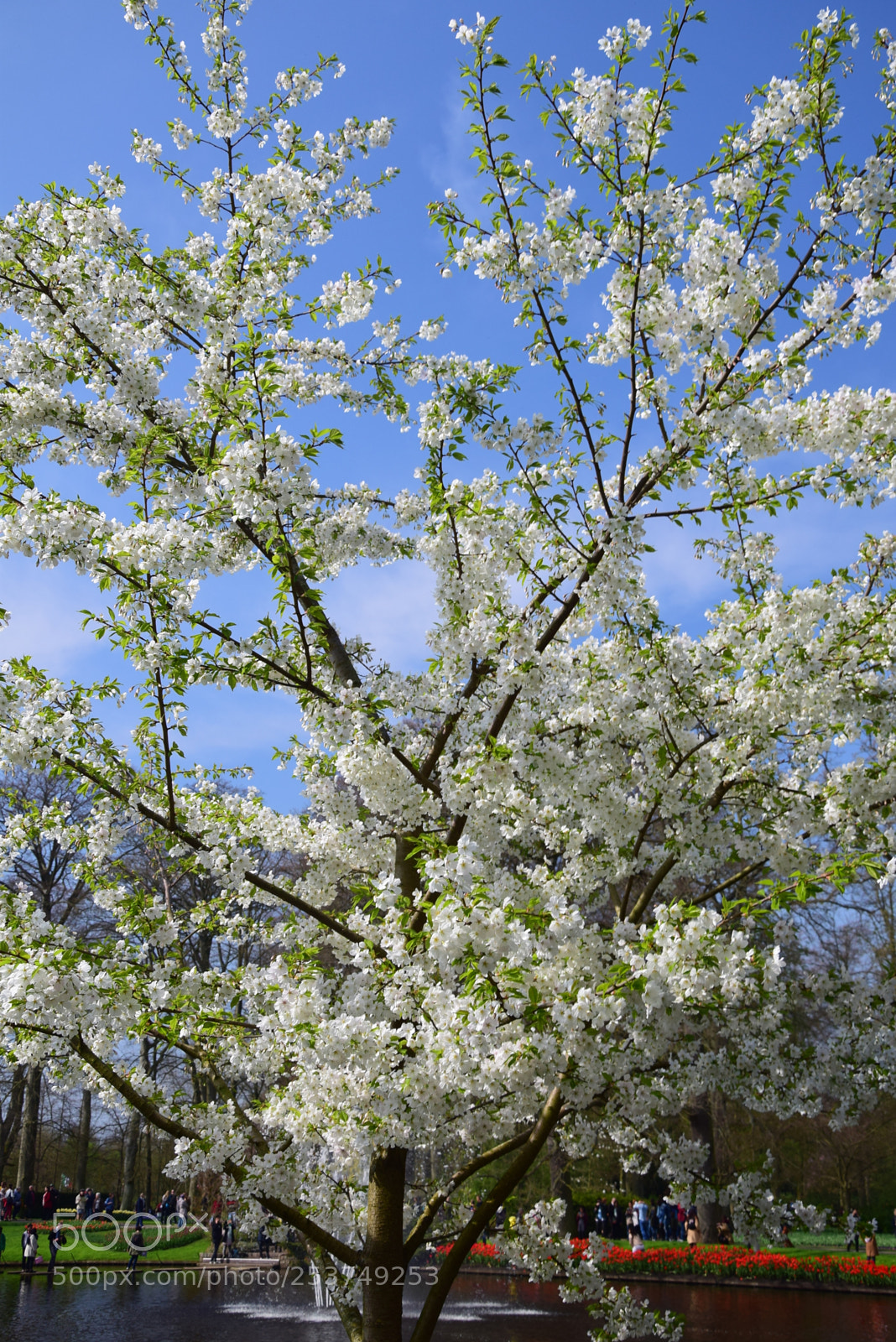 Nikon D5300 sample photo. Blossom / springtime 2018 photography