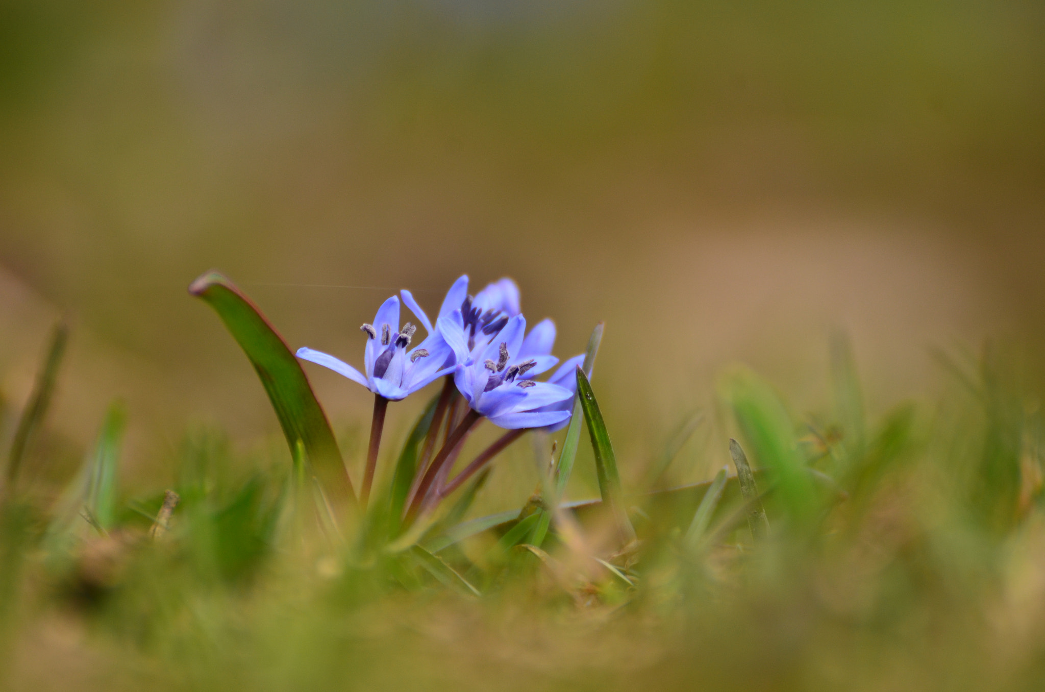 Nikon D7000 sample photo. Higland flover... photography