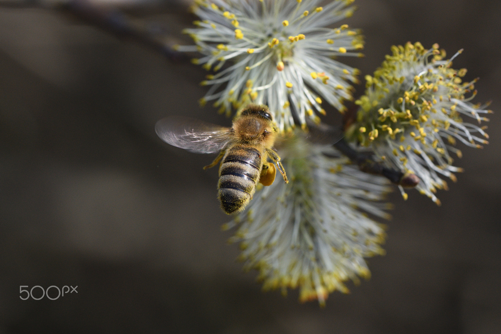 Nikon D850 sample photo. Lot after nectar photography