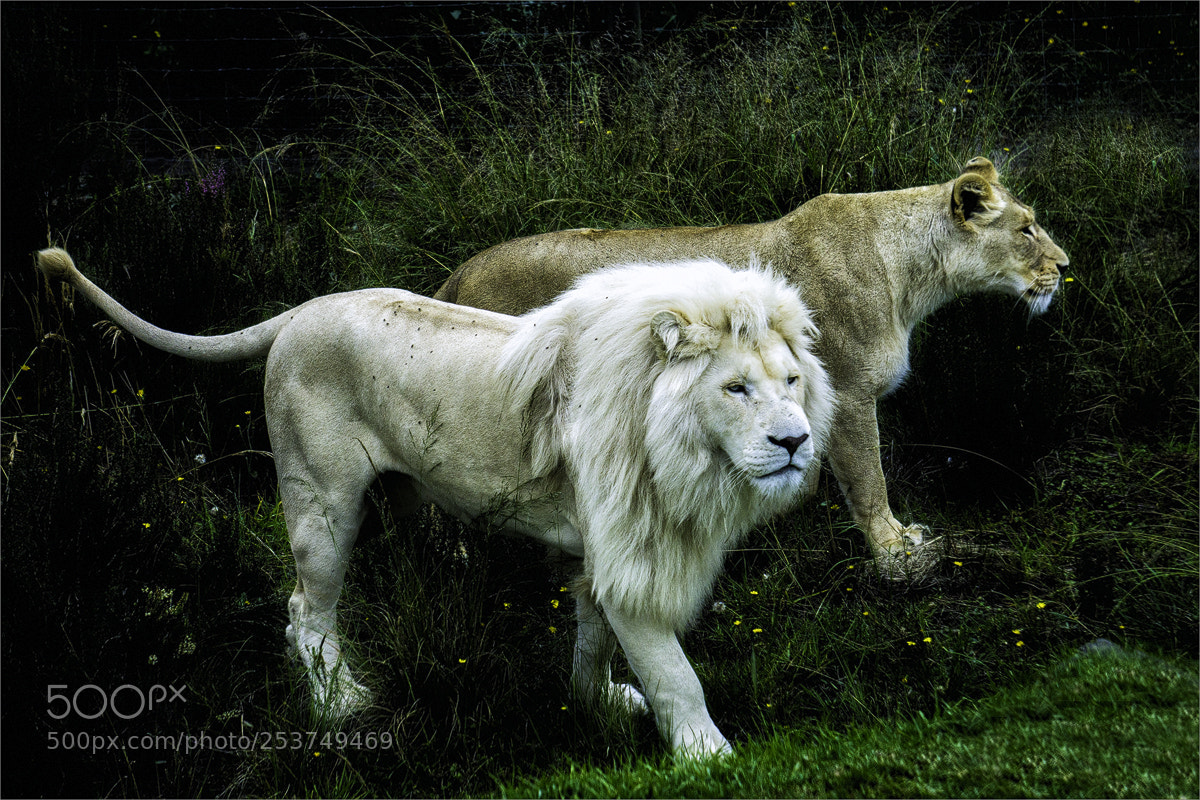 Sony a6000 sample photo. The white lion with photography