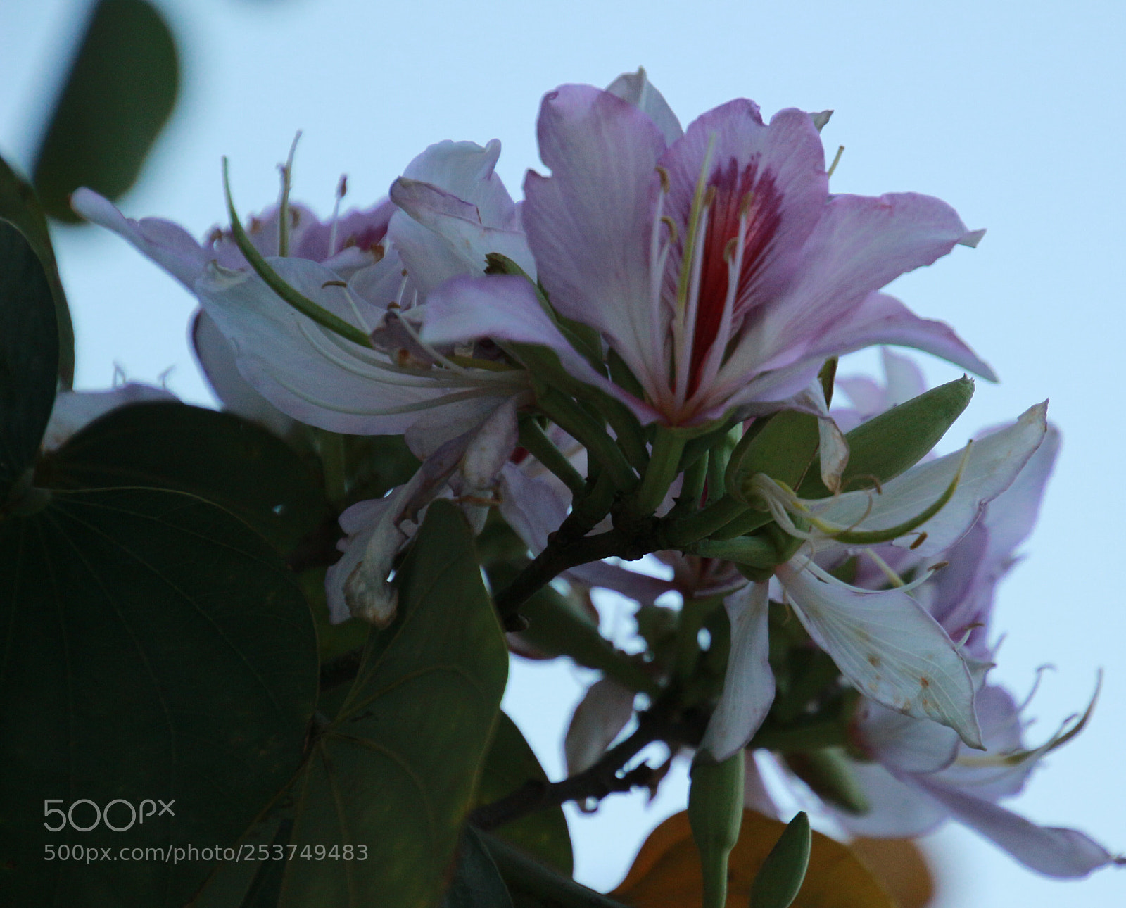 Canon EOS 100D (EOS Rebel SL1 / EOS Kiss X7) sample photo. Pembe cennet photography