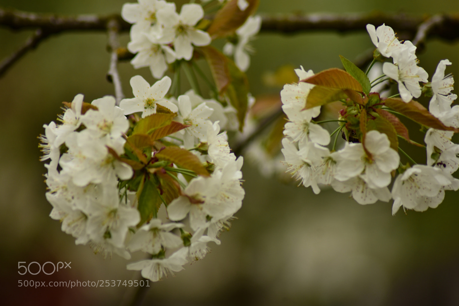 Nikon D7200 sample photo. Untitled photography