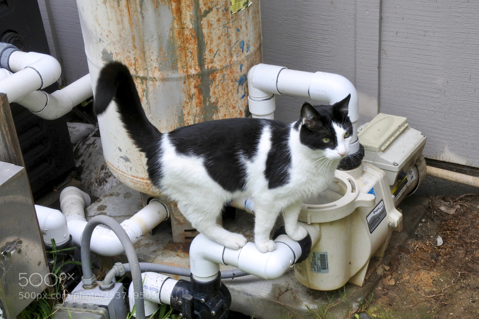 Nikon 1 J5 sample photo. Be careful, jersey! photography