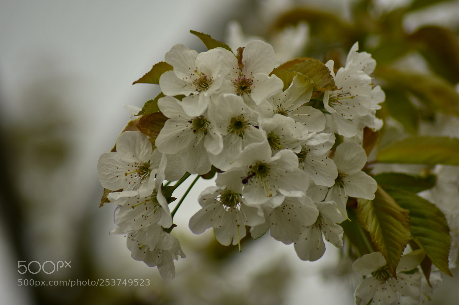 Nikon D7200 sample photo. Untitled photography