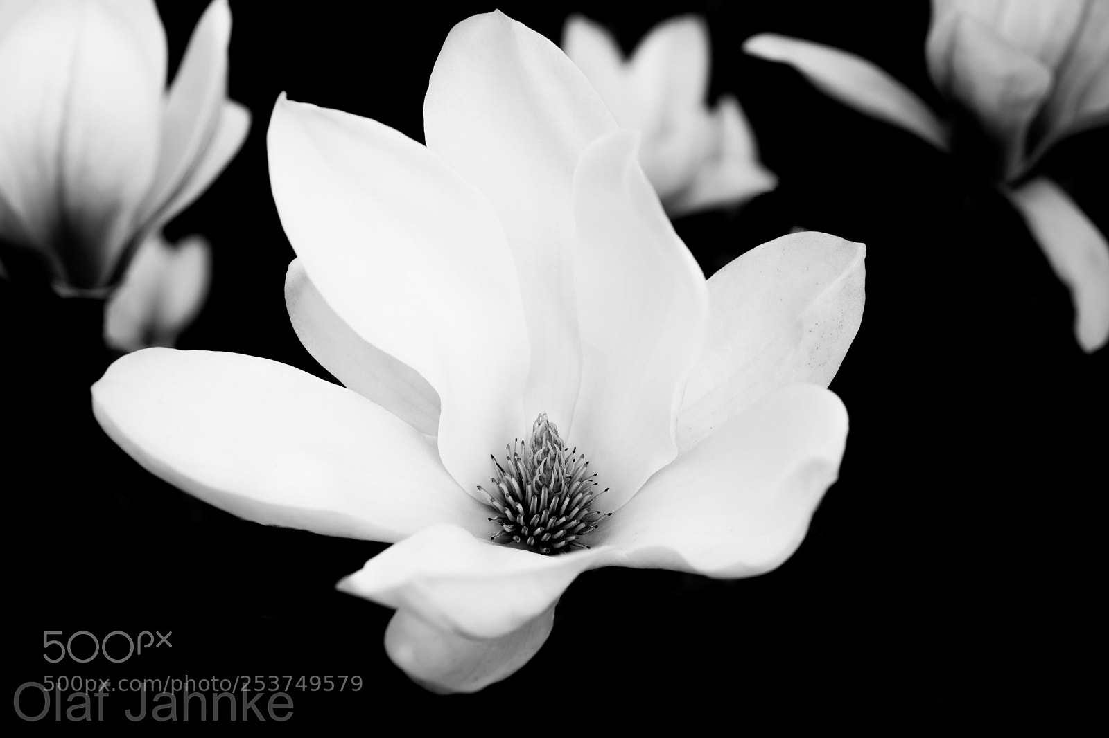 Nikon D7200 sample photo. Sw blüte magnolie photography