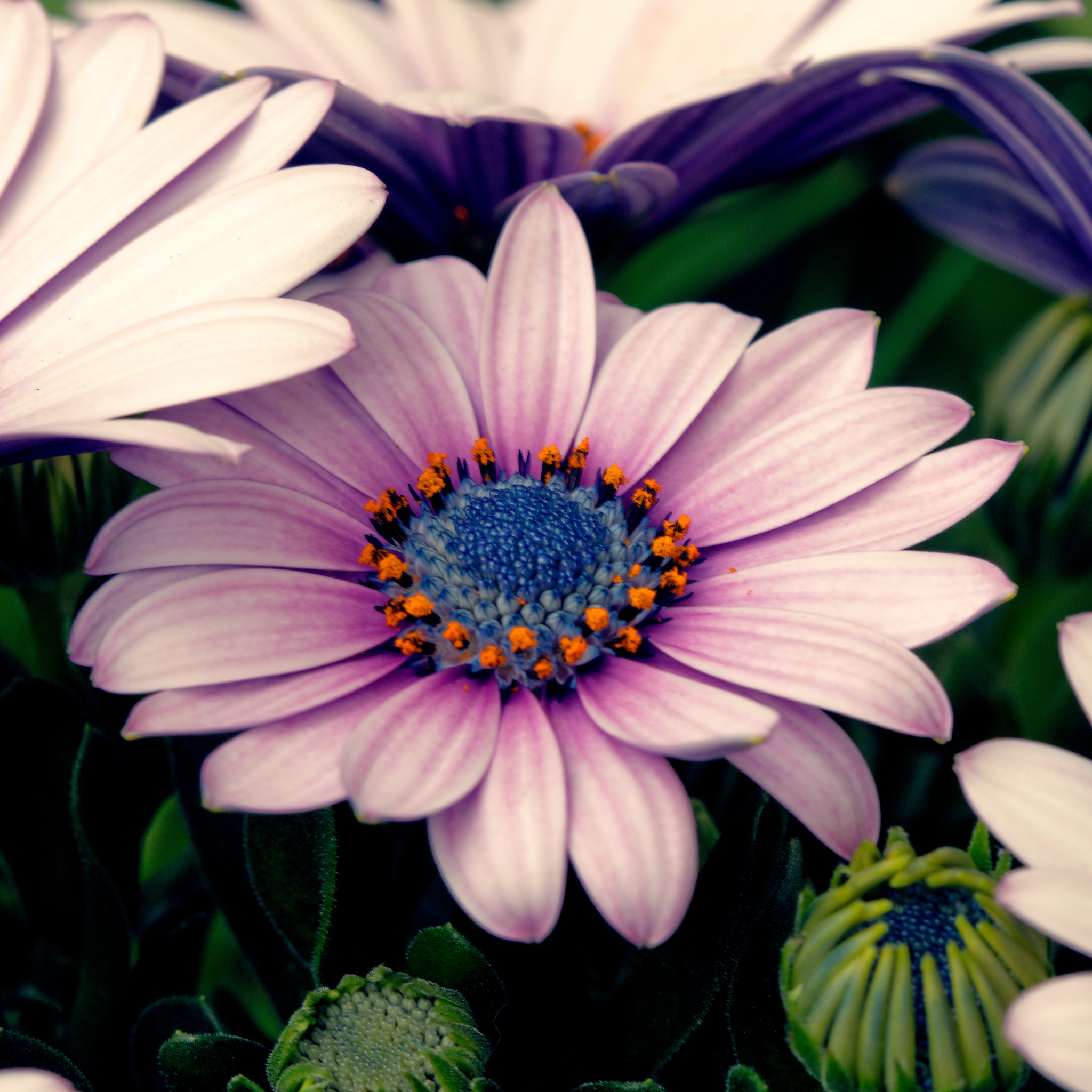 Canon EF 100mm F2.8 Macro USM sample photo. Flowers and colors photography