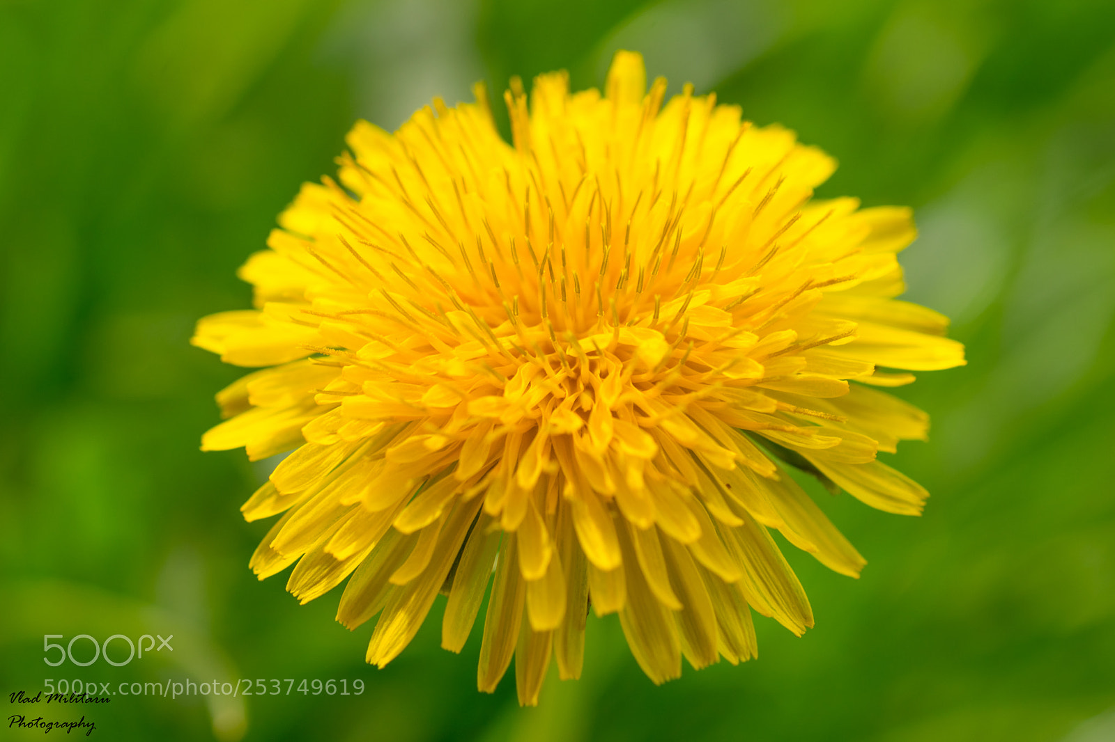 Nikon D5300 sample photo. Dandelion (taraxacum). photography