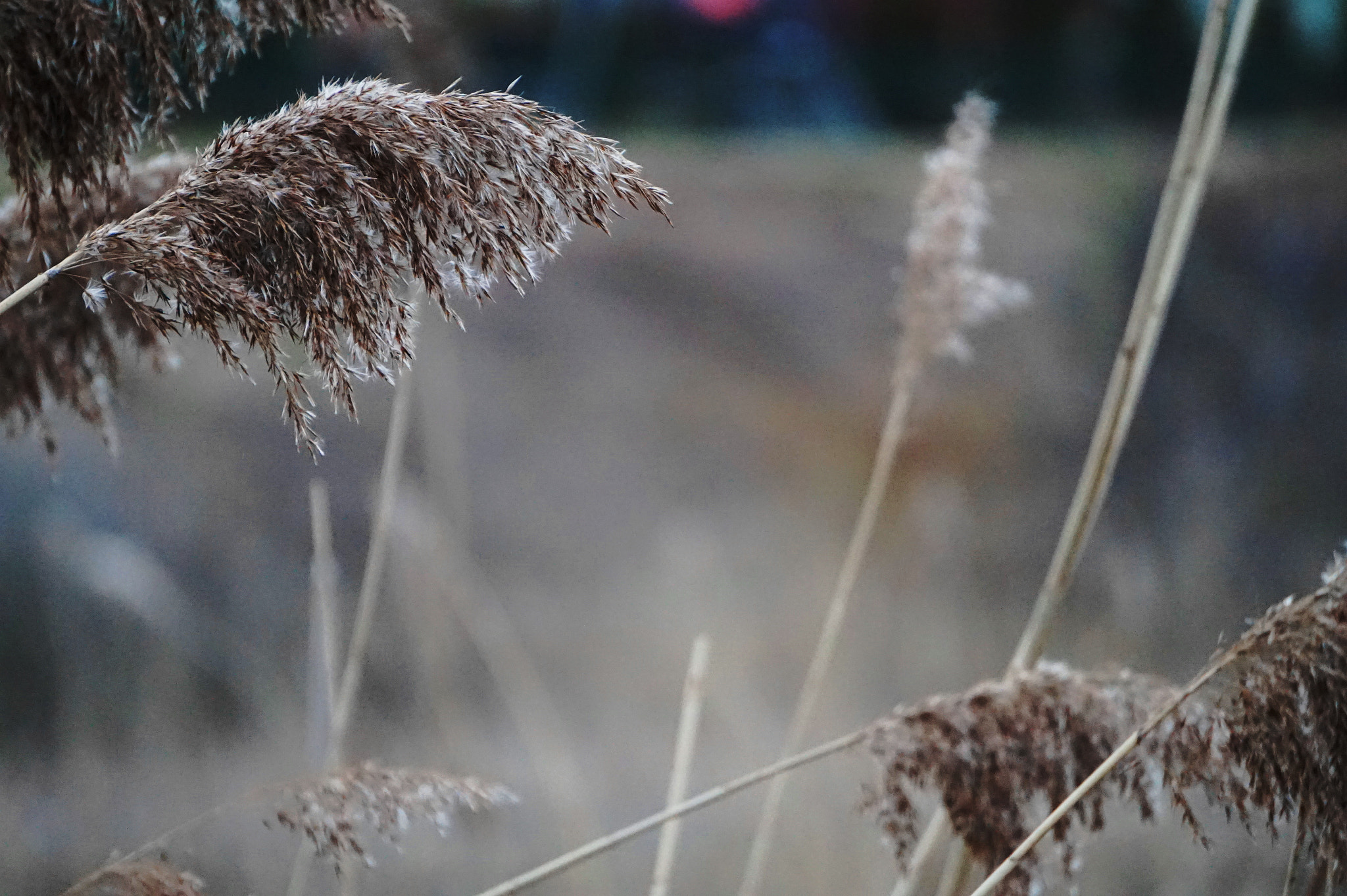 Sony E 55-210mm F4.5-6.3 OSS sample photo