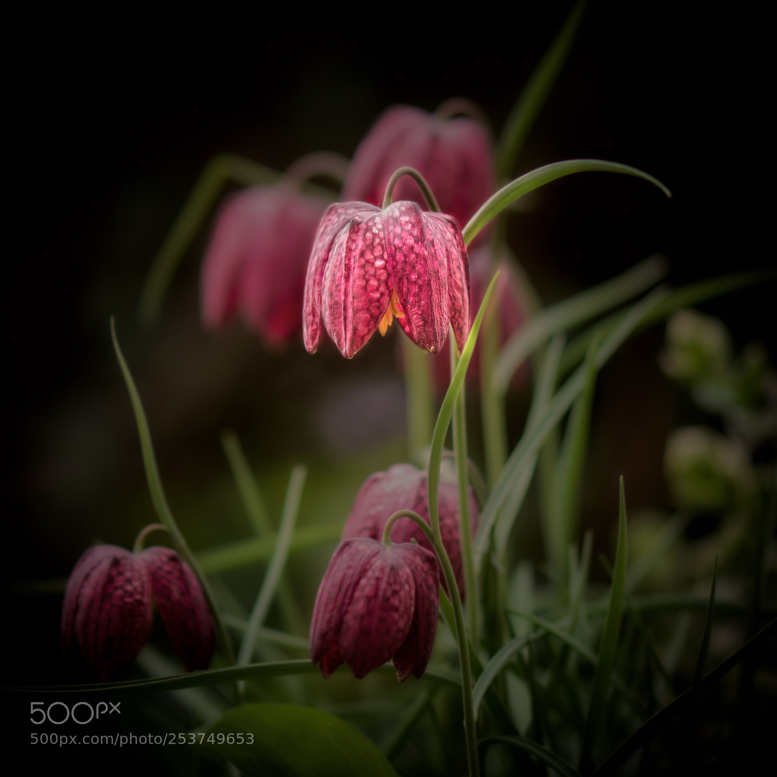 Nikon D500 sample photo. Fritillaria meleagris photography