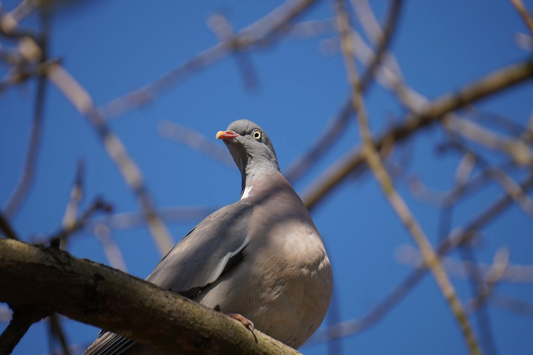 Sony E 55-210mm F4.5-6.3 OSS sample photo