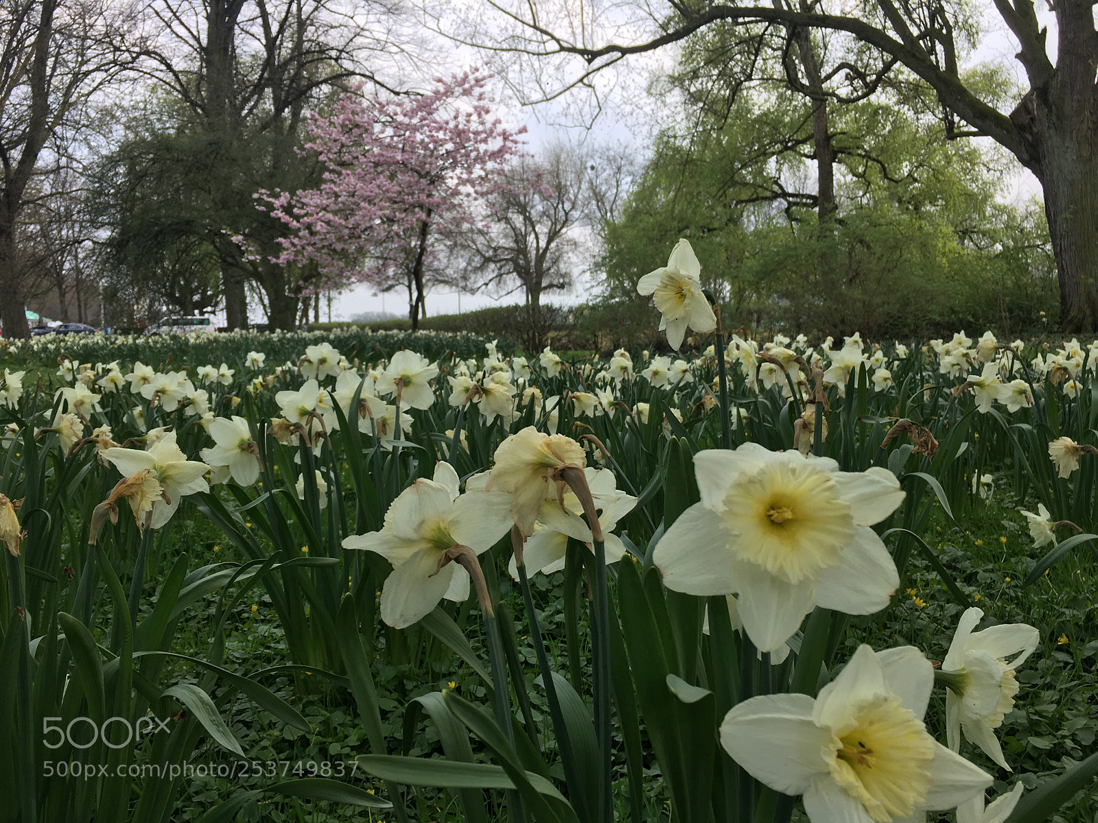 Apple iPhone 6s sample photo. Frühling am maschsee  photography