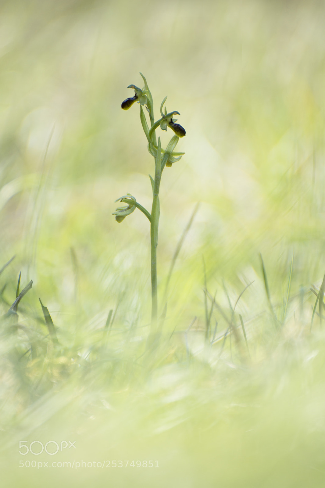 Nikon D7100 sample photo. Orchid photography