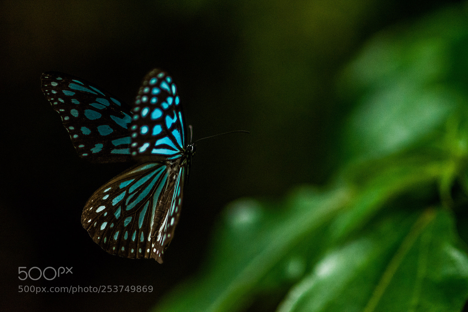 Nikon D7200 sample photo. Blue light in the photography