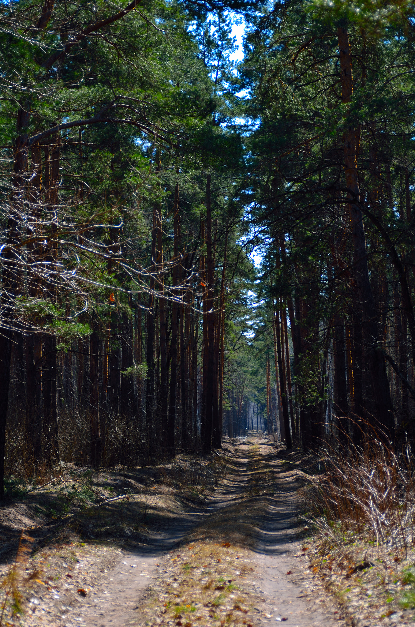 AF Zoom-Nikkor 28-105mm f/3.5-4.5D IF sample photo. Spring in the forest photography