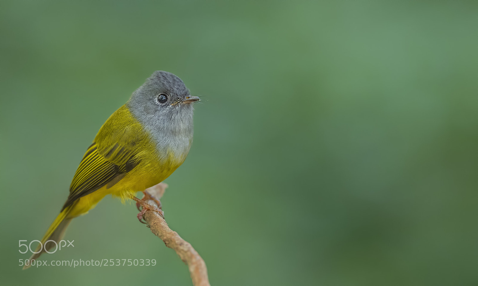 Nikon D850 sample photo. Grey headed canary flycatcher photography