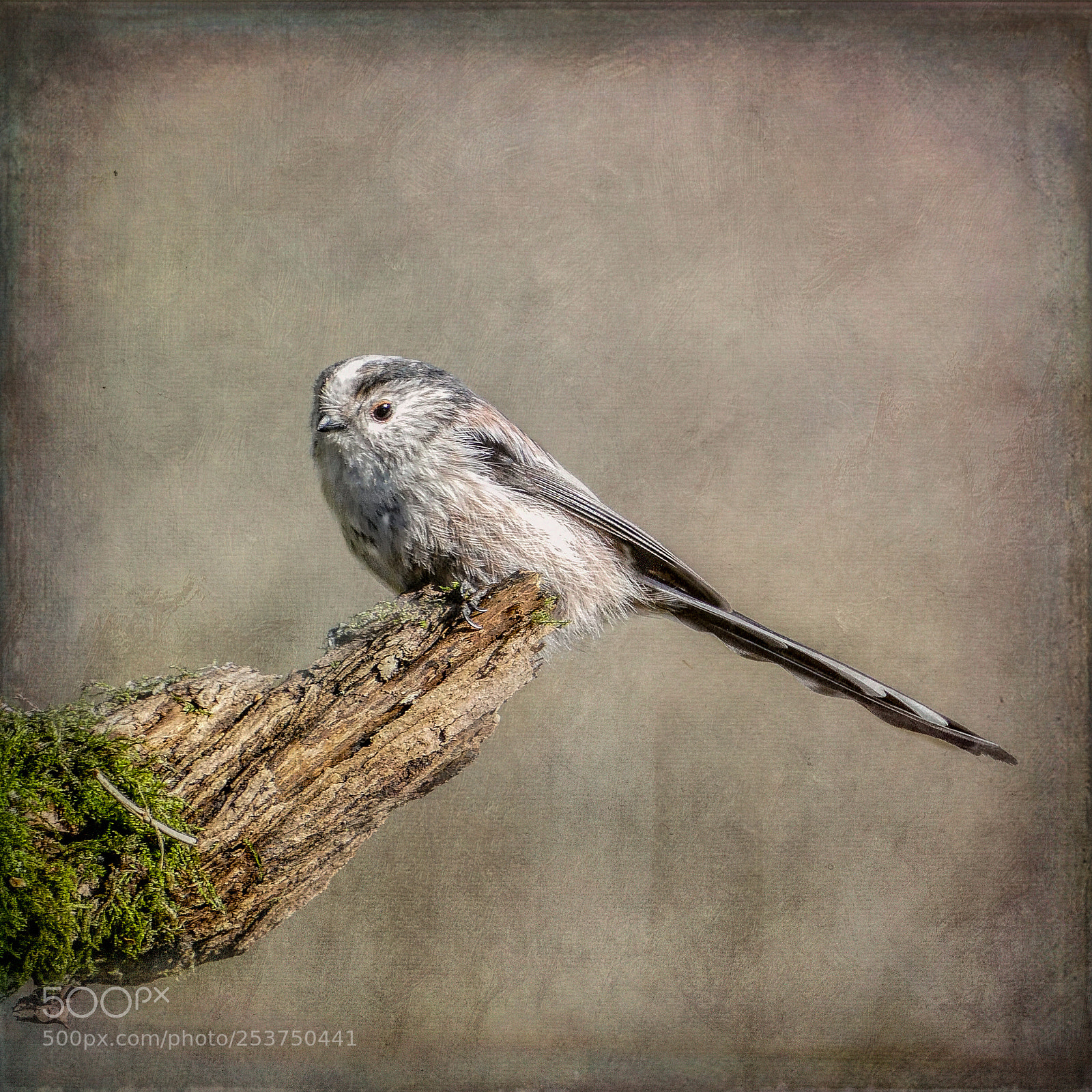 Panasonic Lumix DMC-FZ1000 sample photo. Long tailed tit. photography