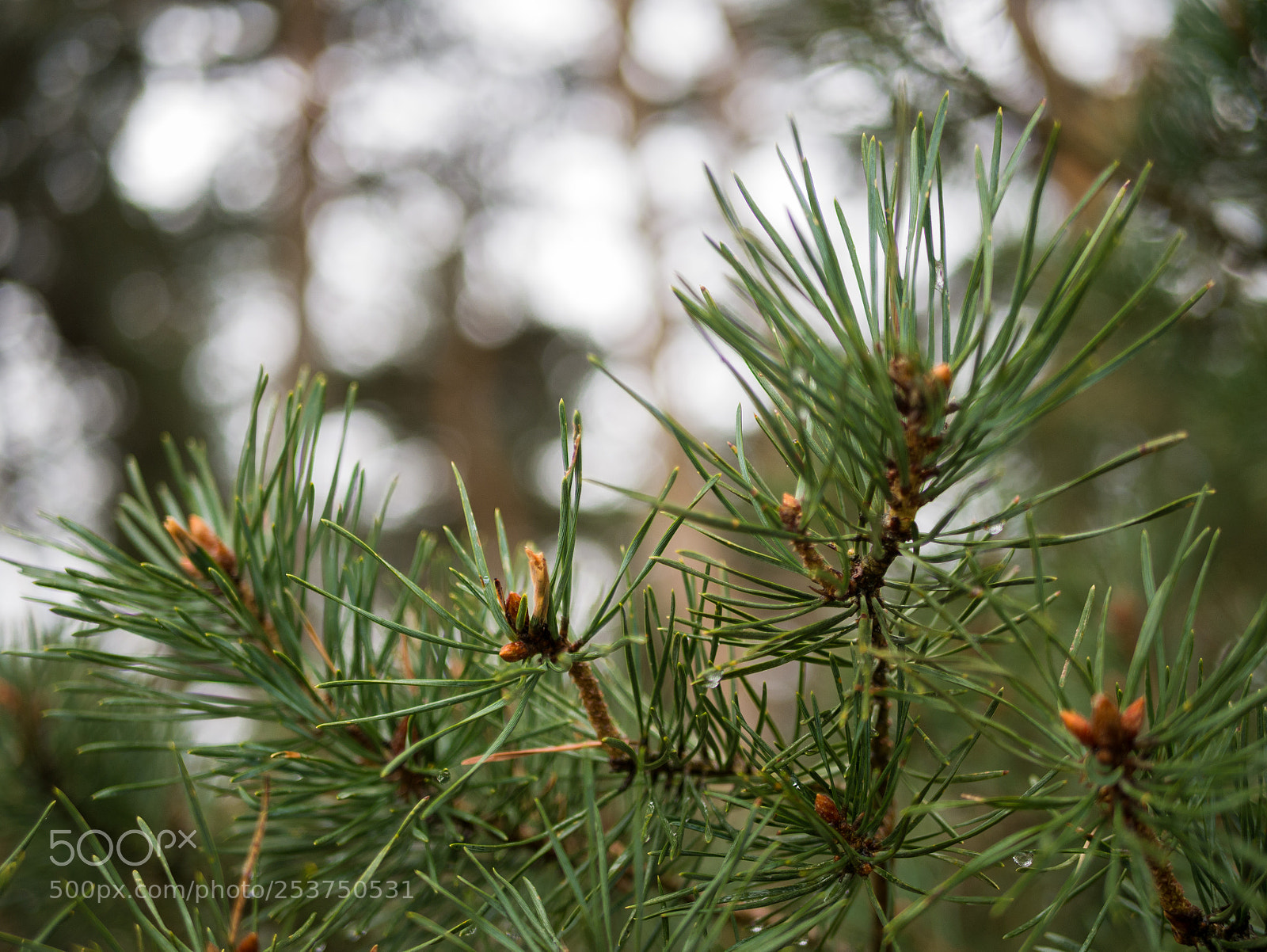 Panasonic DMC-G81 sample photo. Fir tree photography