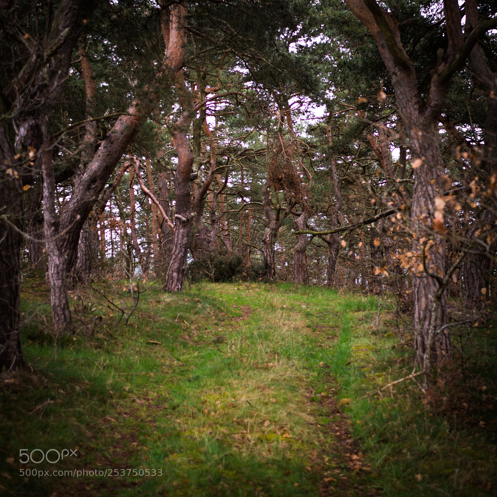 Panasonic DMC-G81 sample photo. Path in the forest photography
