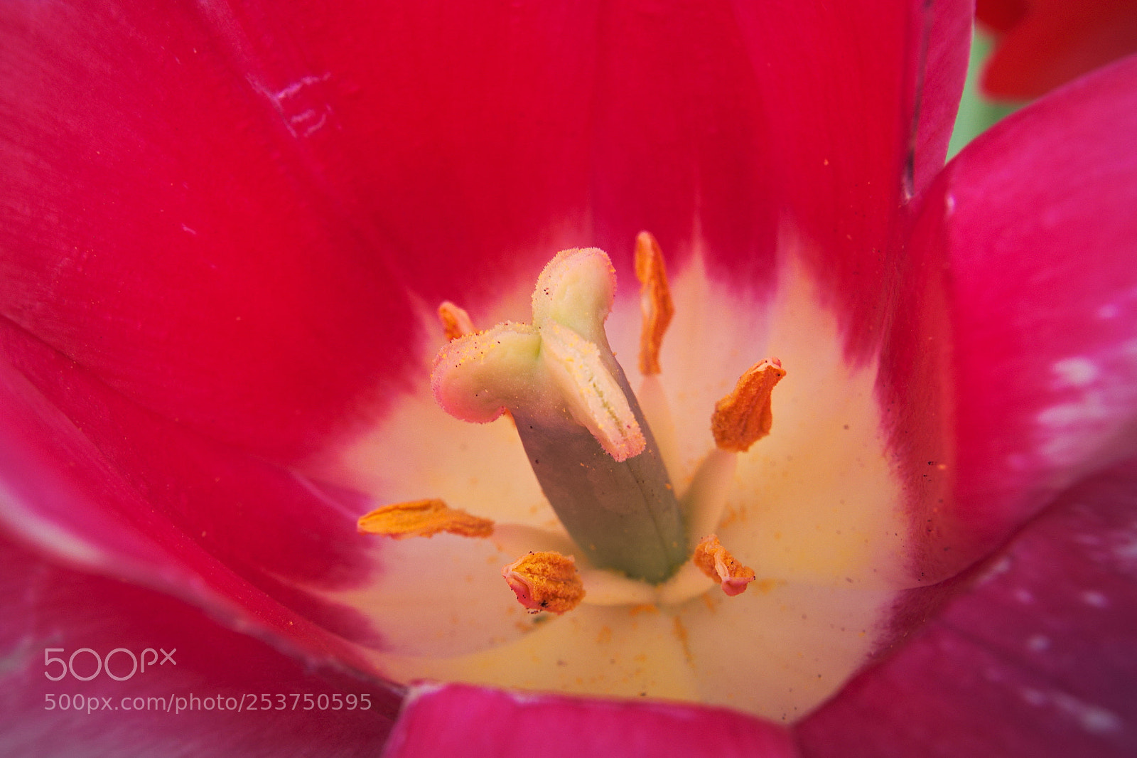 Olympus PEN E-PL5 sample photo. Inside tulip photography