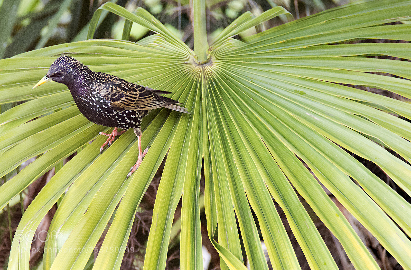 Nikon D7100 sample photo. Palmstarling photography