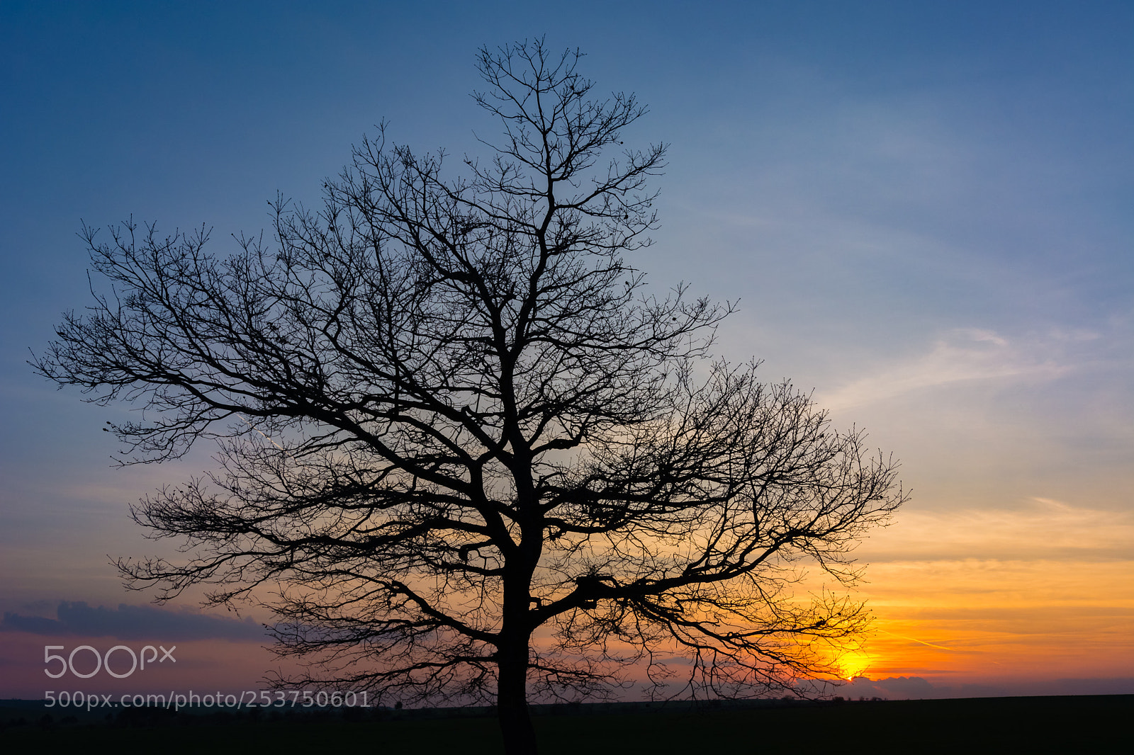 Nikon D5200 sample photo. Tree and sunset photography