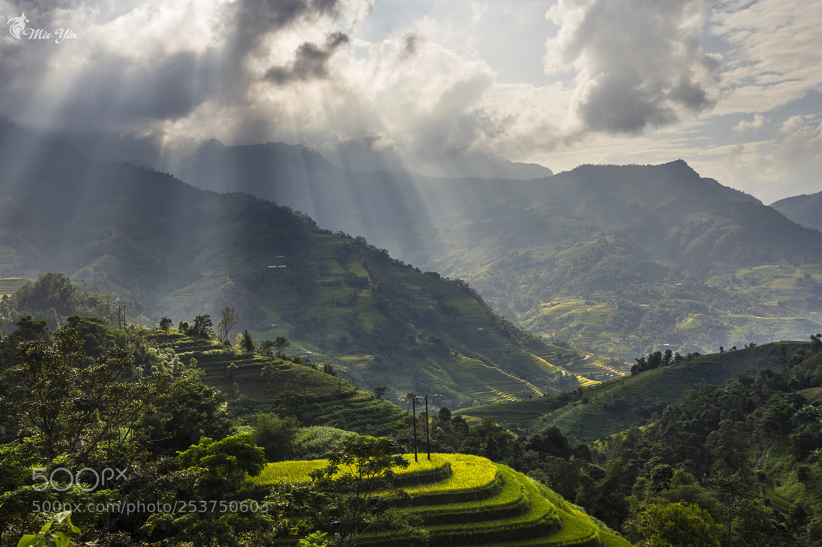 Sony a7 II sample photo. Sunny on terraced fields photography